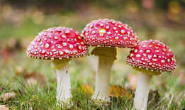 吃瓜爆料黑料蘑菇视频,蘑菇视频背后的黑料风云